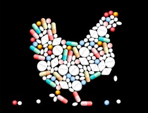 Участники конференции "Птицепром-2017" узнают, как и когда нужно применять антибиотики