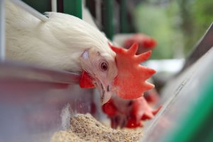 Эксперты "Птицепром-2017" расскажут, как определить остаточные количества антибиотиков в мясе