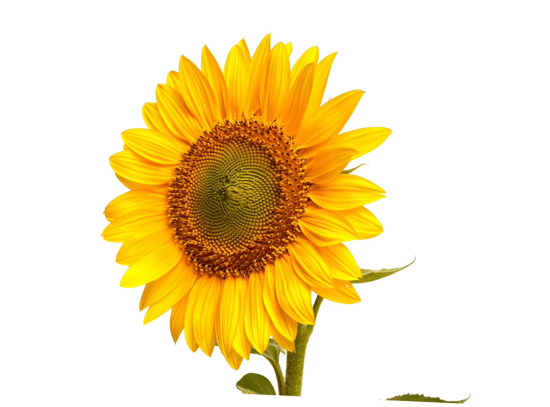 фон конференции