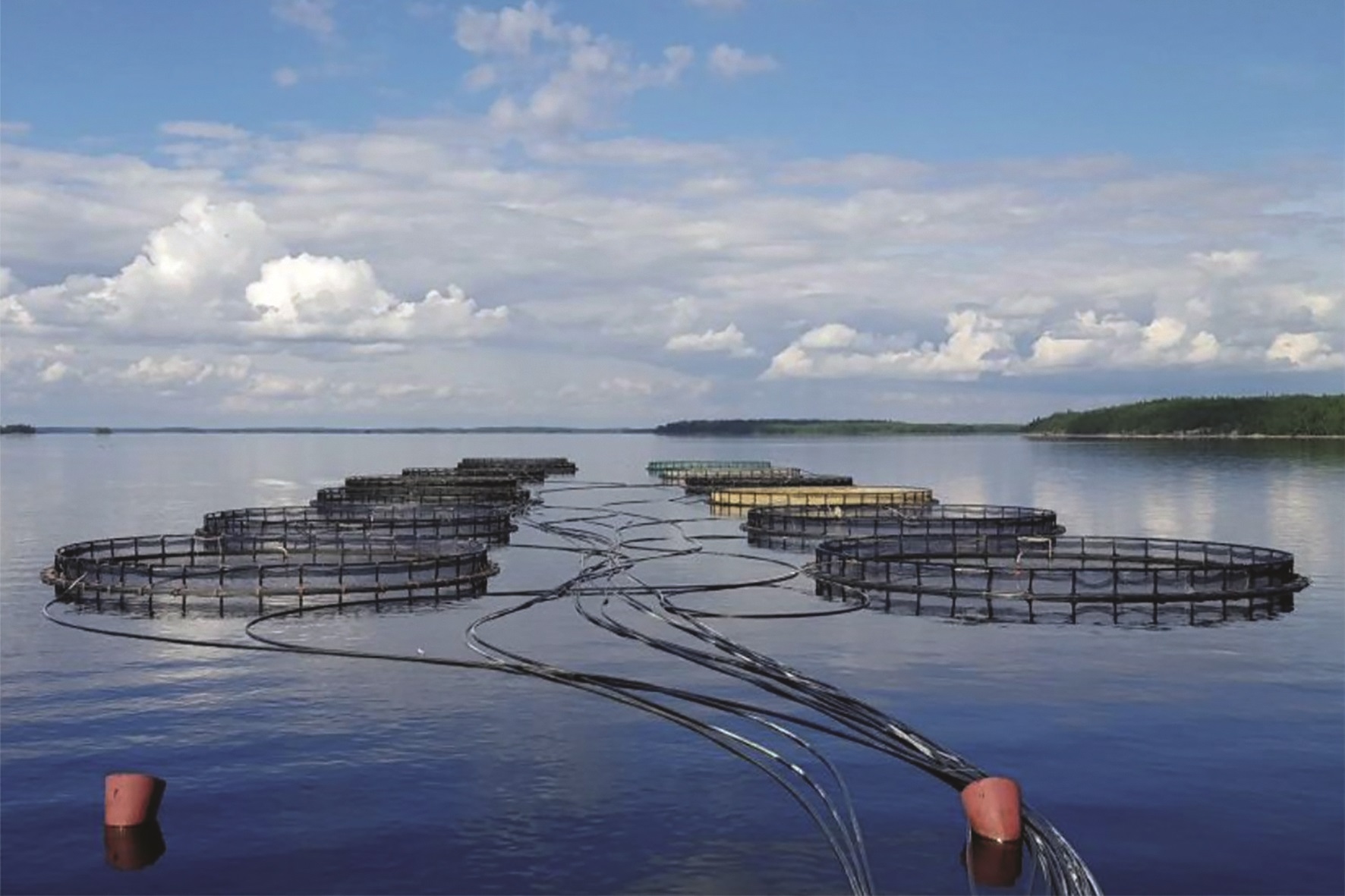 Рыбоводческий водоем 5 букв. 2022 Год рыболовства и аквакультуры. Русское море аквакультура Карелия. Аквакультура в Карелии. Садковое рыбоводство в Карелии.