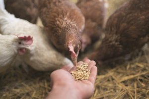 АГРО.PRO: Актуальные вопросы на Круглом столе «Вакцинация в птицеводстве»