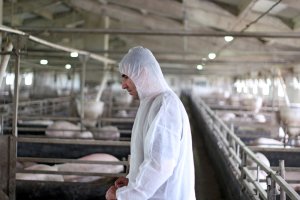 Импорт свинины в Филиппинах за первые 6 месяцев 2021 года вырос
