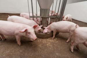 Нужно ли в России развивать селекцию в свиноводстве