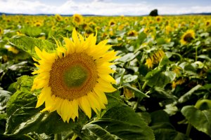 С полей Оренбургской области убрано более 50% подсолнечника и кукурузы