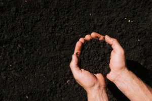 Восстановление почвы биологизированными способами