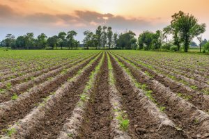 Как линия очистки семян повысит всхожесть зерновых культур