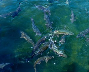 trout-and-salmon-fish-farm 1