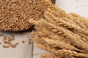 Липецкие аграрии собрали один из крупнейших урожаев зерна в истории региона